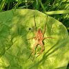 ARAIGNEE de la famille des pisauridaes. Elle ne tisse pas de toile mais chasse l'affût. Présente en grand nombres dans les herbes basses au mois de mai. Photo 7. PASCAL GOUHIER